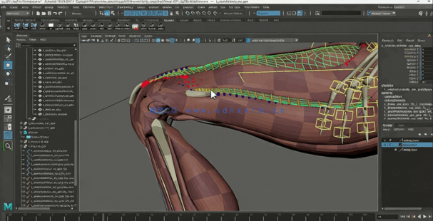 Maya中Ziva VFX人体骨骼组织模拟动画视频教程第二季 (图4)