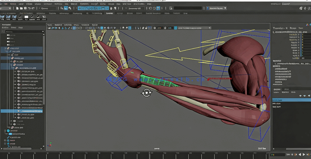 Maya中Ziva VFX人体骨骼组织模拟动画视频教程第一季(图4)