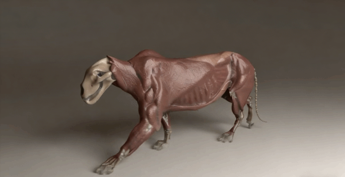  Houdini狮子毛发实例制作大师级视频教程(图2)