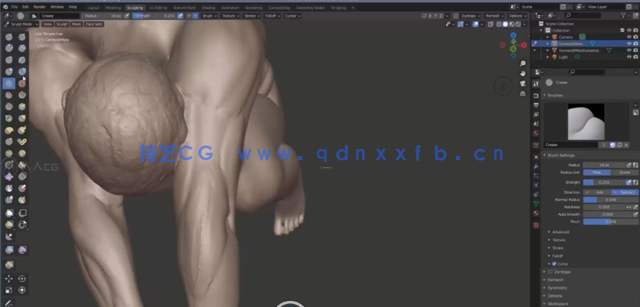 Blender 3D人体结构解剖雕刻大师级训练视频教程(图4)