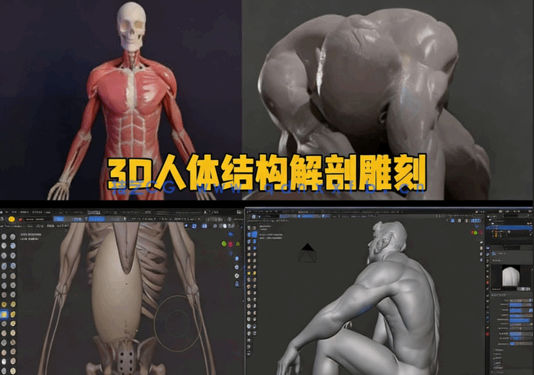 Blender 3D人体结构解剖雕刻大师级训练视频教程(图5)