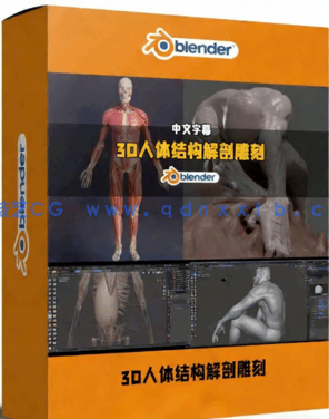 Blender 3D人体结构解剖雕刻大师级训练视频教程(图1)