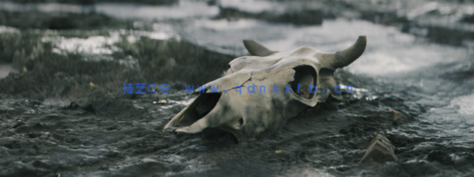 Blender与Reality Capture摄影测量技术制作照片3D化资产视频教程 (图4)