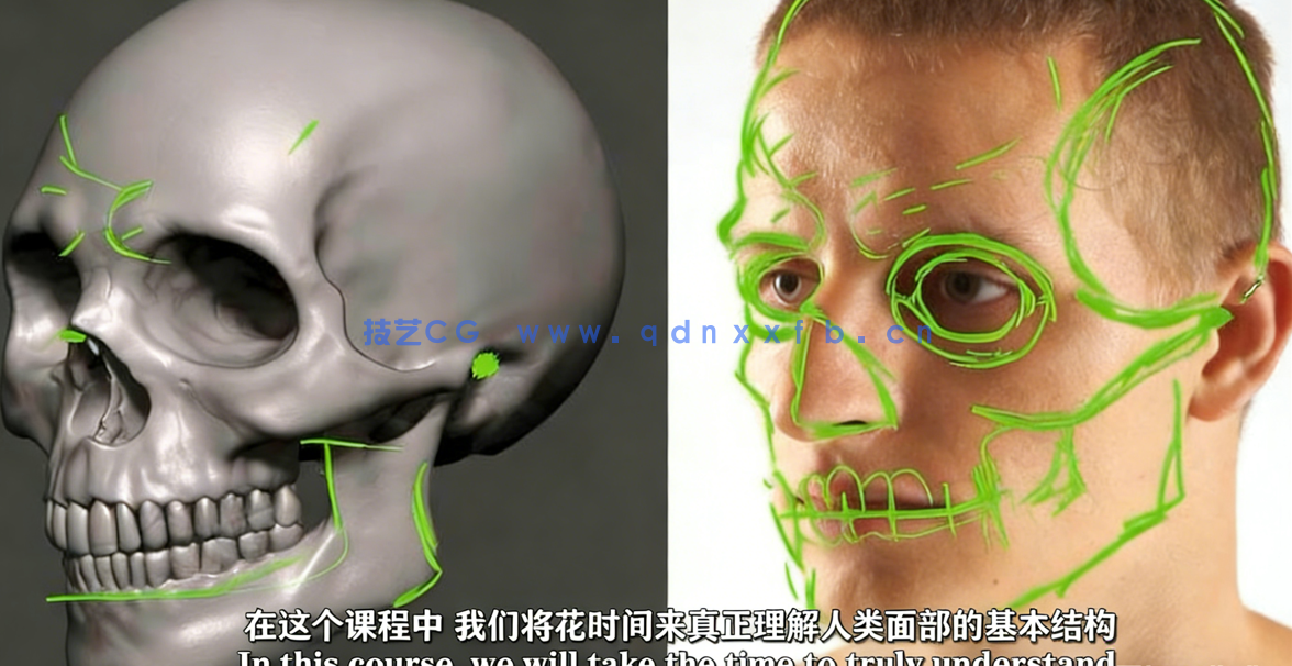 Blender逼真肖像面部骨骼肌肉解剖学制作视频教程 (图4)