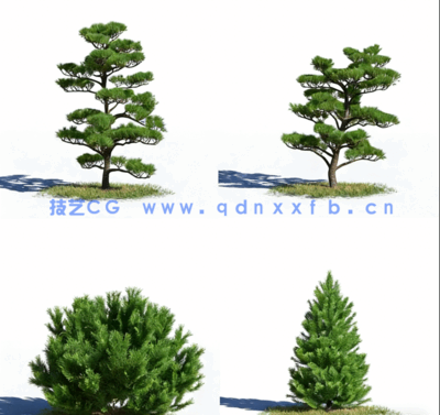 高质量针叶树Evermotion – Archmodels Vol. 219(图2)