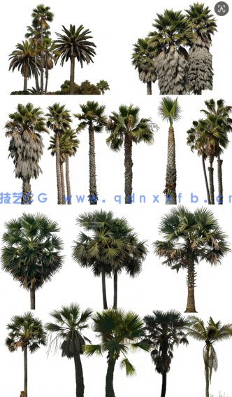 高清棕榈树素材PHOTOBASH – Palm Trees(图2)