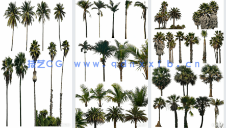 高清棕榈树素材PHOTOBASH – Palm Trees(图1)