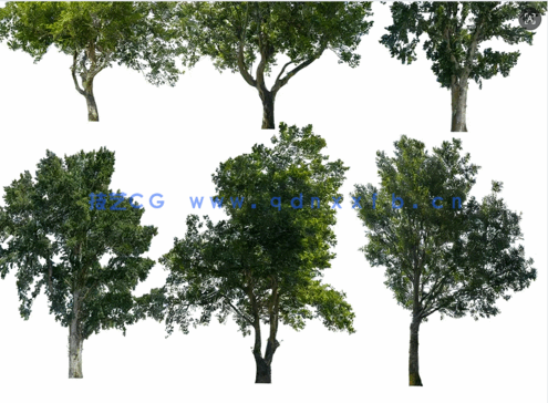 高清落叶乔木后期素材PHOTOBASH – Deciduous Trees(图1)