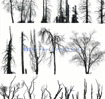 高清枯树免抠素材PHOTOBASH – Dead Trees(图2)