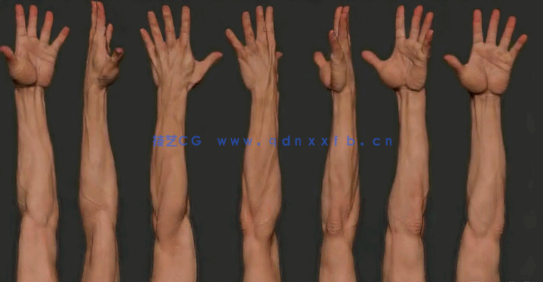 ZBrush手掌手臂数字雕刻技术训练视频教程(图5)