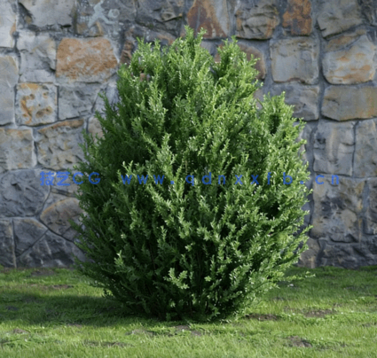 花园植物灌木3D模型 Evermotion – Archmodels Vol.204(图3)