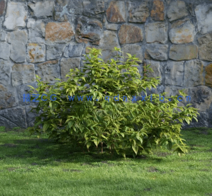 花园植物灌木3D模型 Evermotion – Archmodels Vol.204(图5)