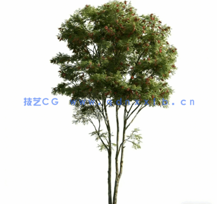 Evermotion archmodel.163 54棵高精度植物模型(图1)