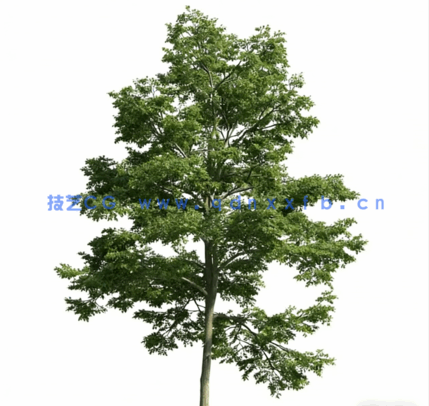 Evermotion archmodel.163 54棵高精度植物模型(图4)