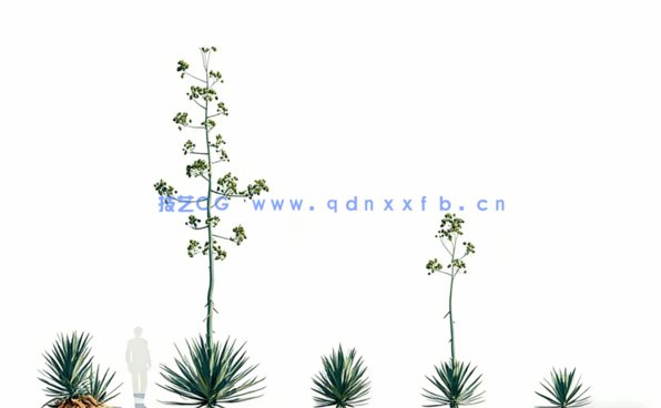 Bundle 42 - 墨西哥植物 02(图3)