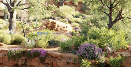 Bundle 42 - 墨西哥植物 02(图5)