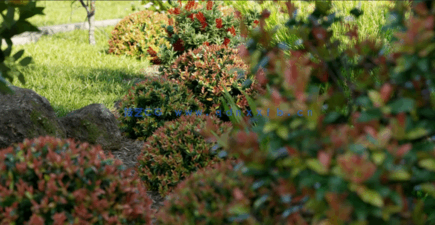 Globe Plants - Bundle 24 - Australian Home and Garden 03(图2)