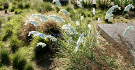 植物草3D模型 Globe Plants – Bundle 26 – Ornamental Grasses 02(图2)