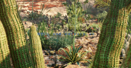 Bundle 34 - Mexican Plants (3D Model)(图4)