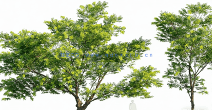 温带植物树木3D模型 Globe Plants – Bundle 19 (3DS MAX格式)(图4)