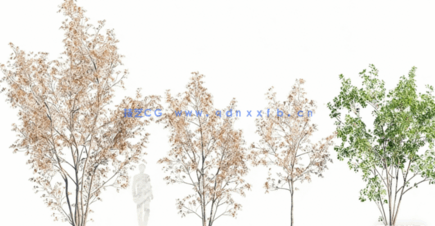 温带植物树木3D模型 Globe Plants – Bundle 19 (3DS MAX格式)(图5)