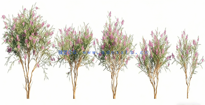 庭院植物树木3D模型 Globe Plants – Bundle 12 (3DS MAX格式)(图3)