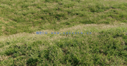 Globe Plants – Bundle 13 – 草与草坪 (3D模型)(图3)