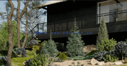 针叶树花园Globe Plants – Bundle 10 – Conifer Garden(图4)