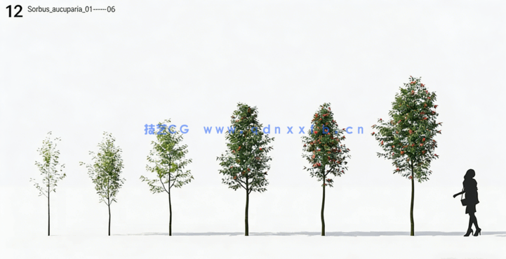 庭院植物树木3D模型Plant Models Vol.12(图5)