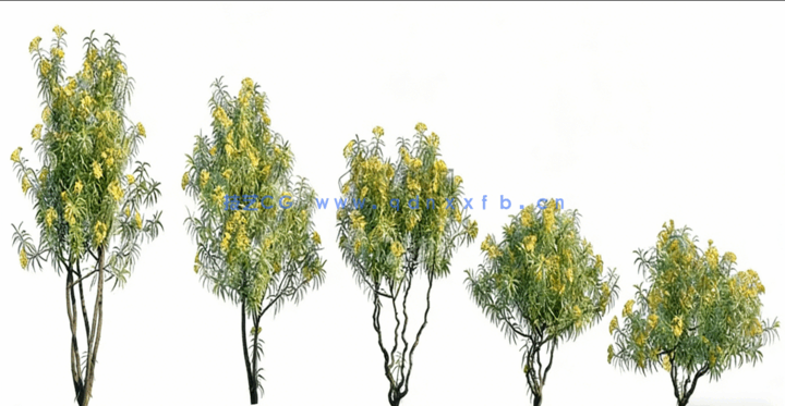 花园植物 Globe Plants – Bundle03 – Garden Plants(图4)