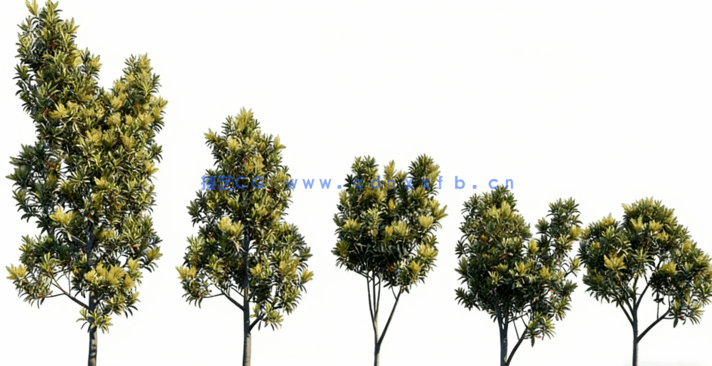 花园植物 Globe Plants – Bundle03 – Garden Plants(图5)