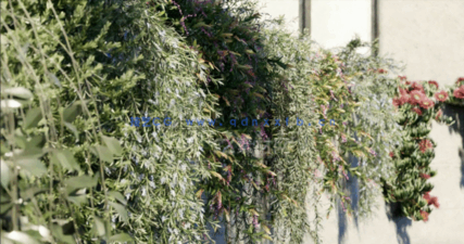 藤蔓植物和爬行植物 Globe Plants – Bundle02 – Vines And Creepers(图4)