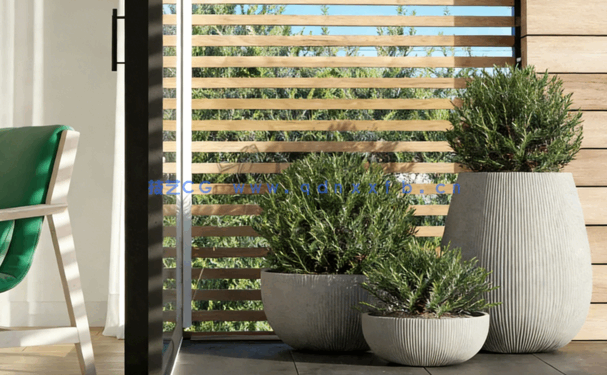 Globe Plants – Bundle 01 – Ornamental and Decorative Pot Plants(图5)