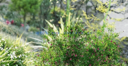 新西兰花园灌木植物3D模型 Globe Plants – Bundle 33(图3)