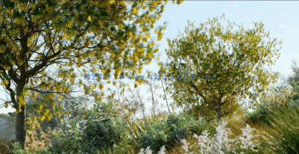 新西兰植物灌木3D模型 Globe Plants – Bundle 21(图1)