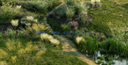 野外杂草植物3D模型 Globe Plants – Bundle 18 – Ornamental Grasses(图3)