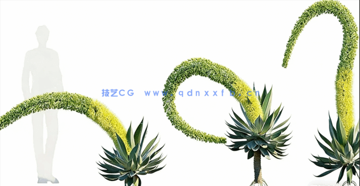 沙漠植物3D模型 Globe Plants – Bundle 11 – Desert Garden(图4)