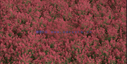 3DMAX花朵植物3D模型 Vizpark – Real Flowers(图3)
