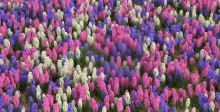 3DMAX花朵植物3D模型 Vizpark – Real Flowers(图5)