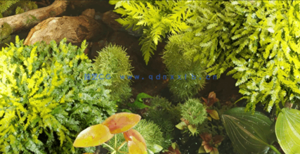 水生植物水族馆3D植被Globe Plants - Bundle 48 - Aquatic Plants(图5)