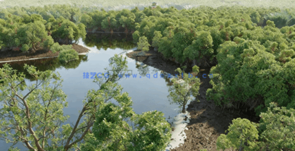 红树林树木植物3D模型 Globe Plants – Bundle 50(图2)