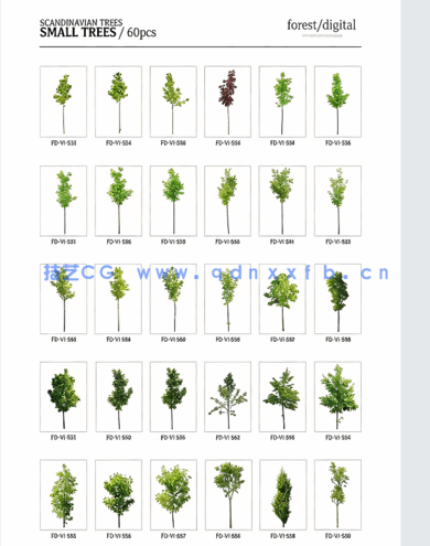 超高清树木PNG素材Forest/Digital Vol. 1 – Trees(图5)