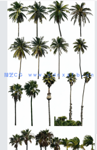 高清棕榈树素材PHOTOBASH – Palm Trees(图1)