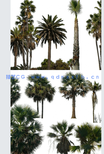 高清棕榈树素材PHOTOBASH – Palm Trees(图3)