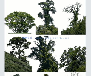 高清落叶乔木后期素材PHOTOBASH – Deciduous Trees(图2)