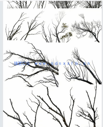  高清枯树免抠素材(图2)