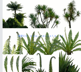 高清植物免抠素材PHOTOBASH – Prehistoric Plants(图1)
