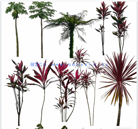 高清植物免抠素材PHOTOBASH – Prehistoric Plants(图3)