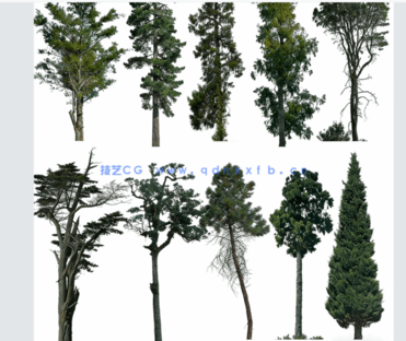  针叶树高清素材PHOTOBASH – Conifer Trees(图5)