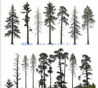  针叶树高清素材PHOTOBASH – Conifer Trees(图1)